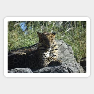 African Leopard Sticker